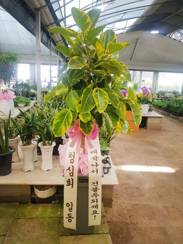 업로드 이미지