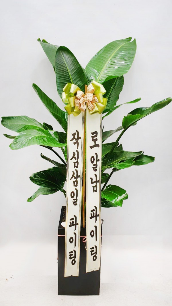 업로드 이미지