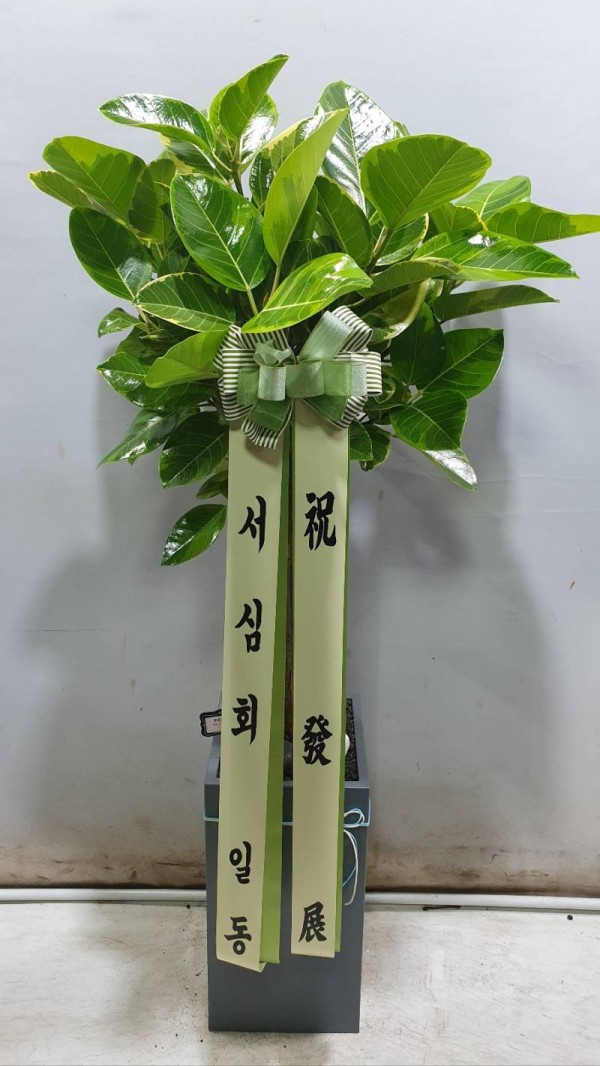 업로드 이미지