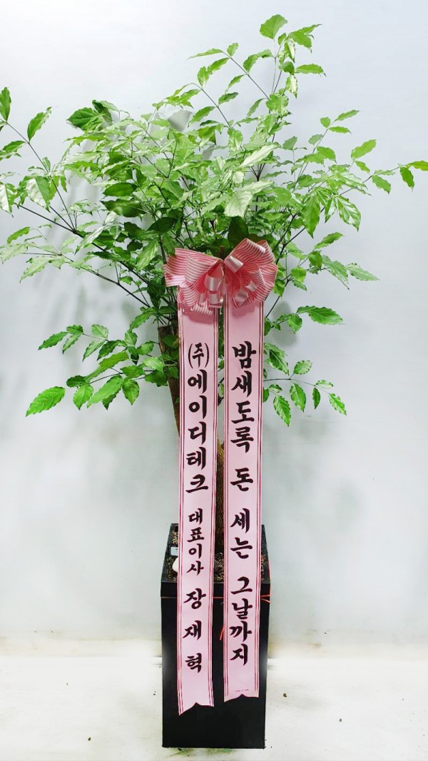 업로드 이미지
