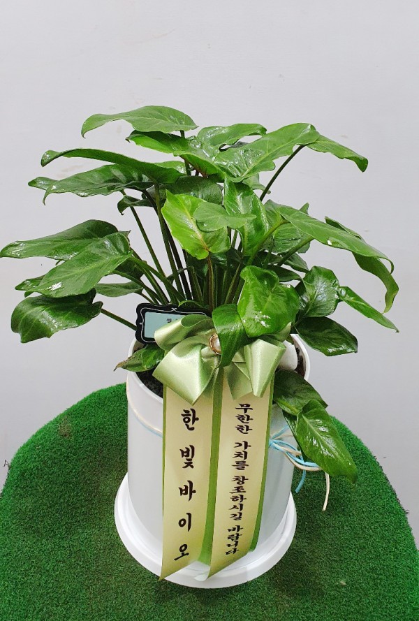 업로드 이미지