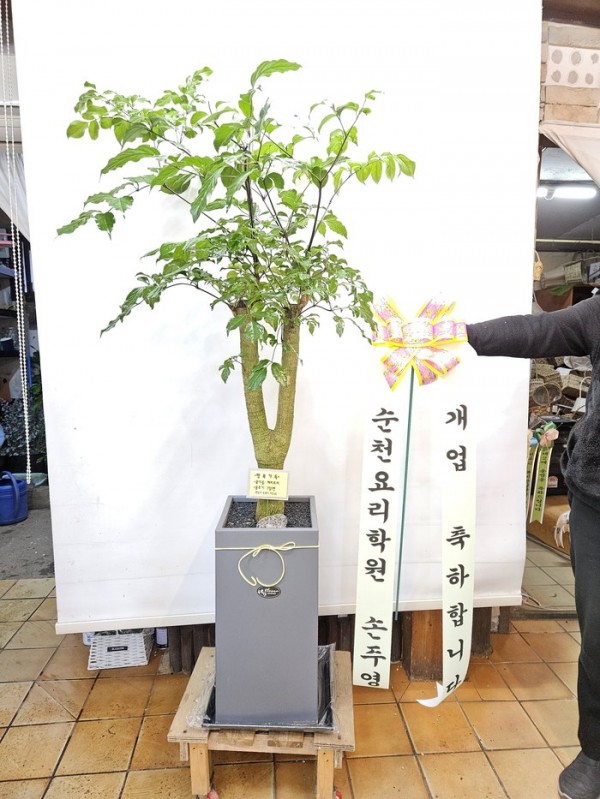 업로드 이미지
