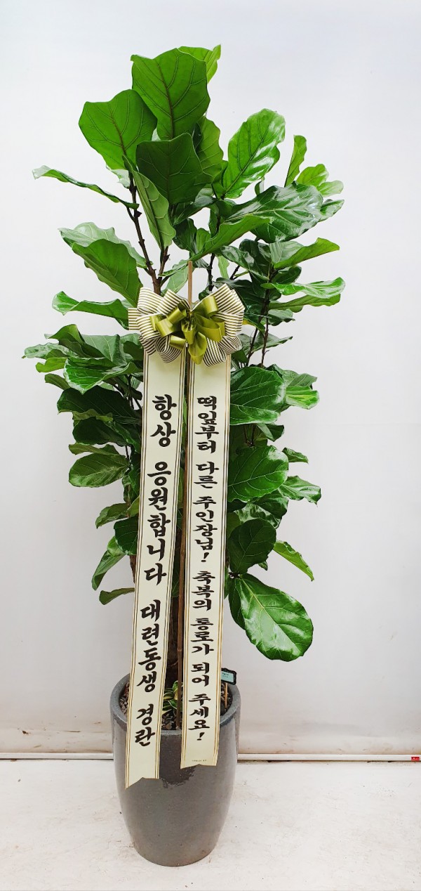 업로드 이미지