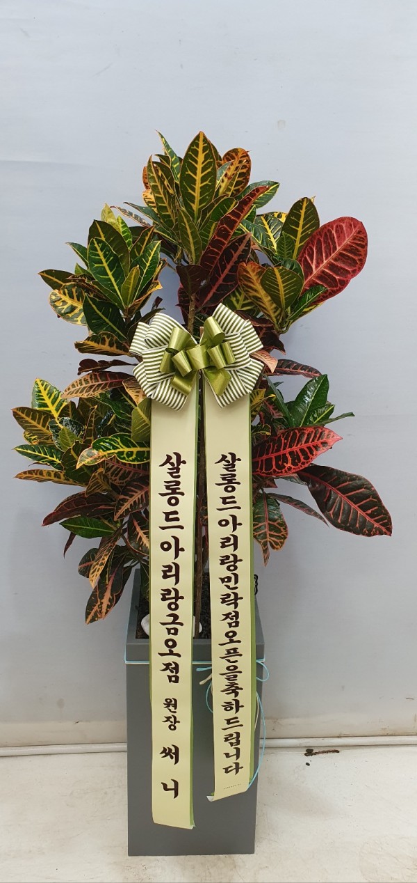 업로드 이미지