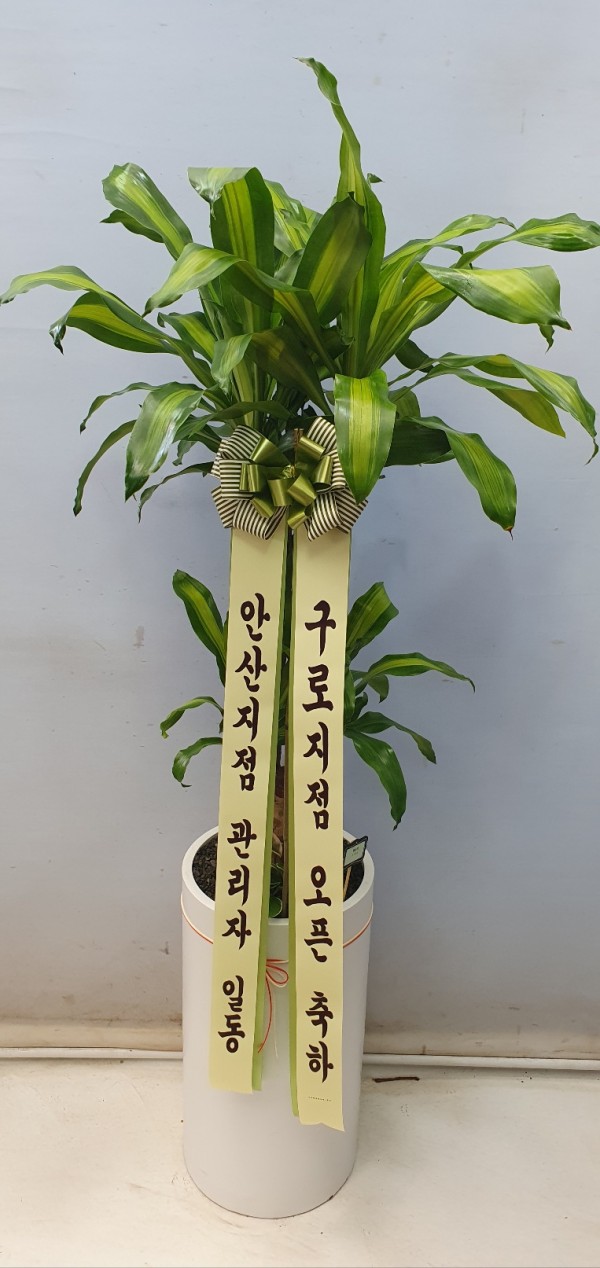 업로드 이미지
