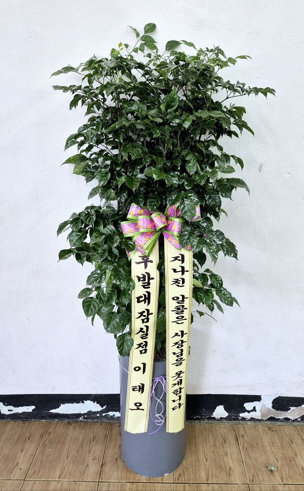 업로드 이미지