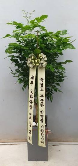 업로드 이미지