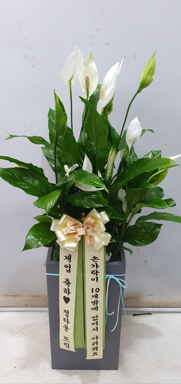 업로드 이미지