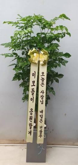 업로드 이미지