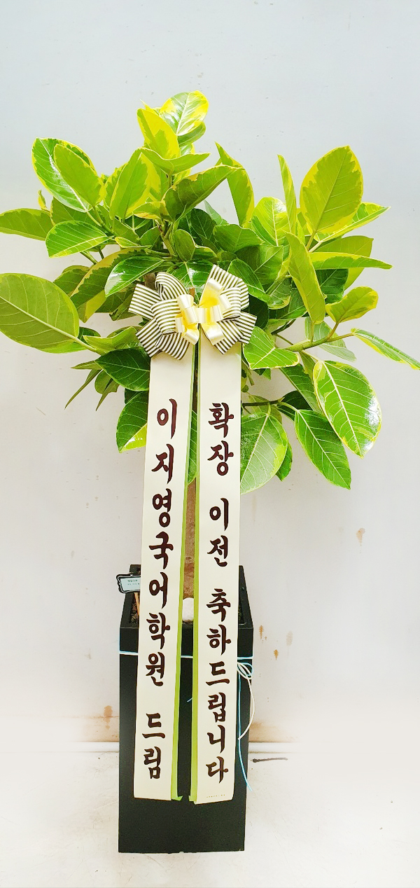 업로드 이미지