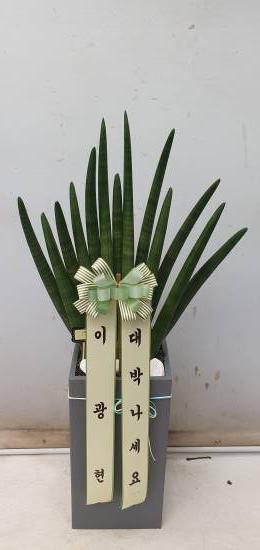 업로드 이미지