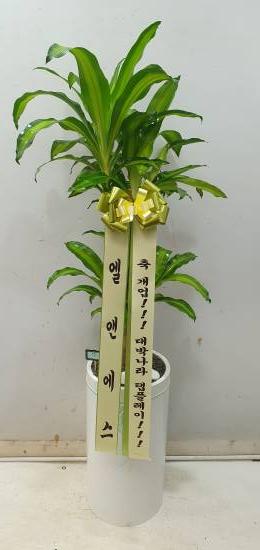 업로드 이미지