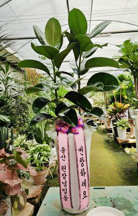 업로드 이미지