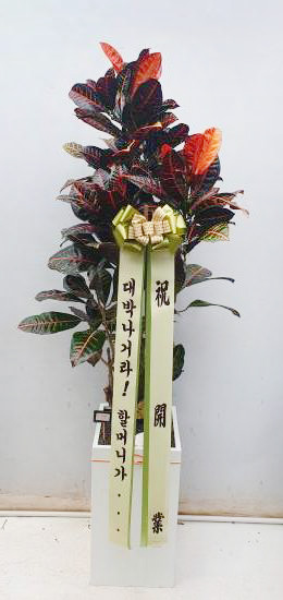 업로드 이미지