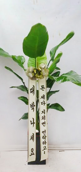 업로드 이미지