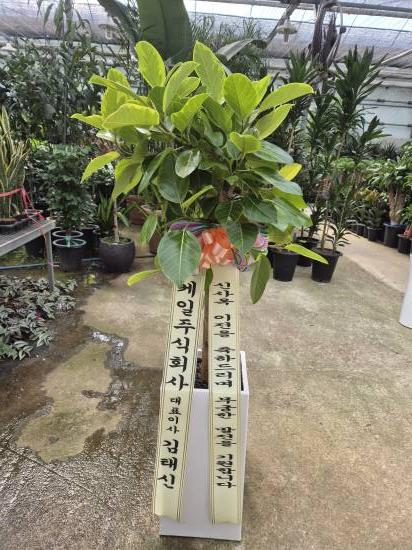 업로드 이미지