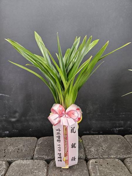 업로드 이미지