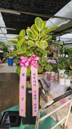 배송사진
