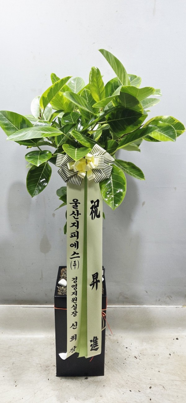 업로드 이미지
