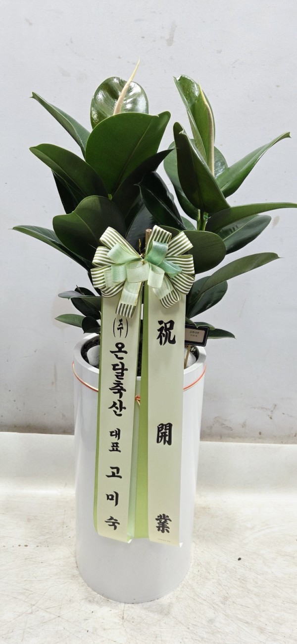 업로드 이미지