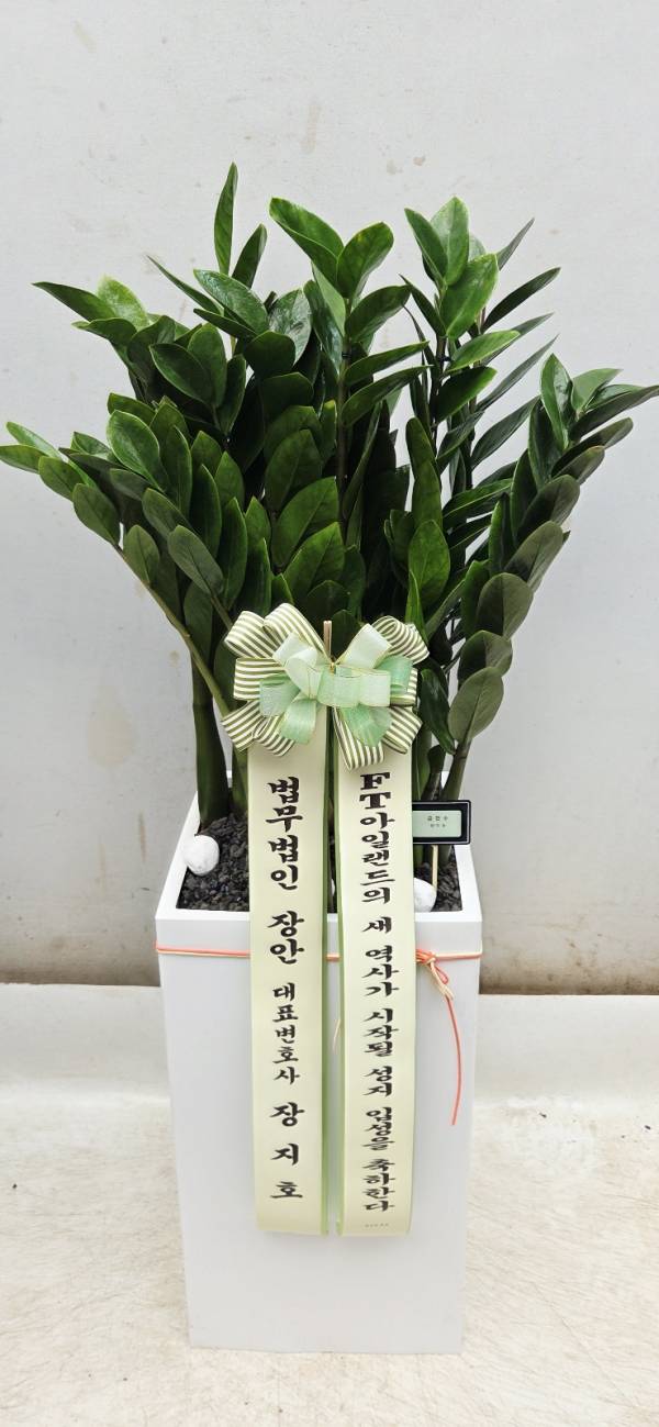 업로드 이미지